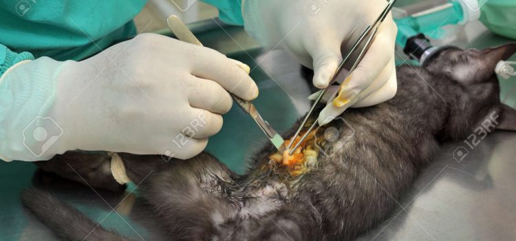 Con éxito Uriangato realiza la jornada de esterilización