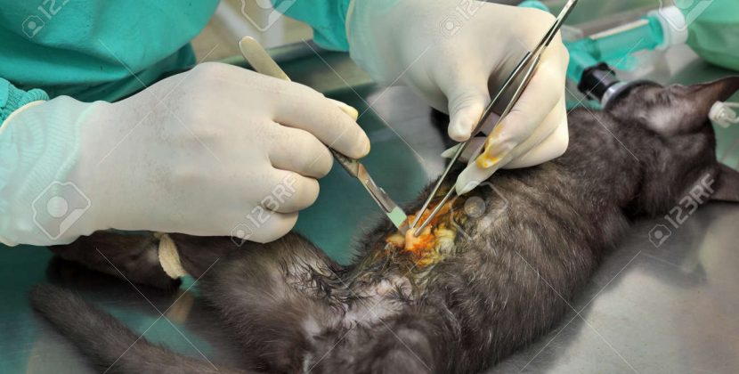 Con éxito Uriangato realiza la jornada de esterilización