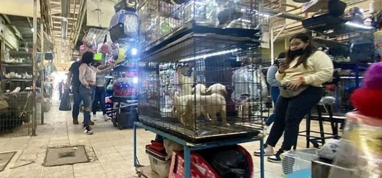 Trato digno a animales en establecimientos comerciales